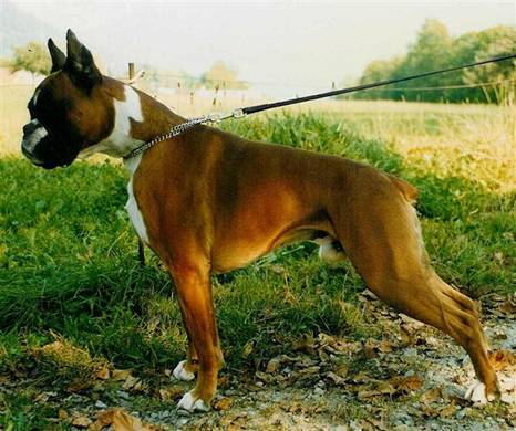 Mozart du Clos des Feuillantines