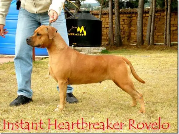 Instant Heartbreaker (Rovelo), Mex, FCI.