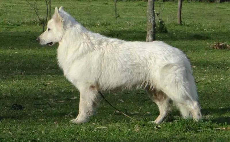 JCH, CH AR, CH Chi Geiser de Ancalu