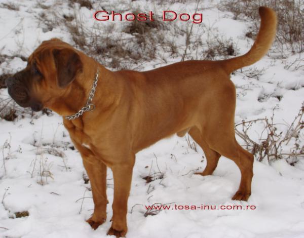 INTCH/ROCH/PLCH/UKCH Ghost Dog Ostani Samuraj