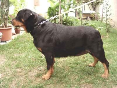 RCAC Ribanna Of Batoni