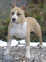 Barby doll dollar de Kantuta