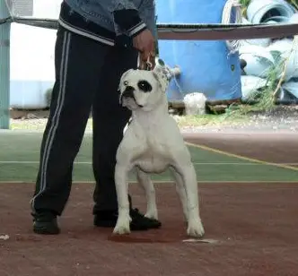 JR CH ODC Black Mamba