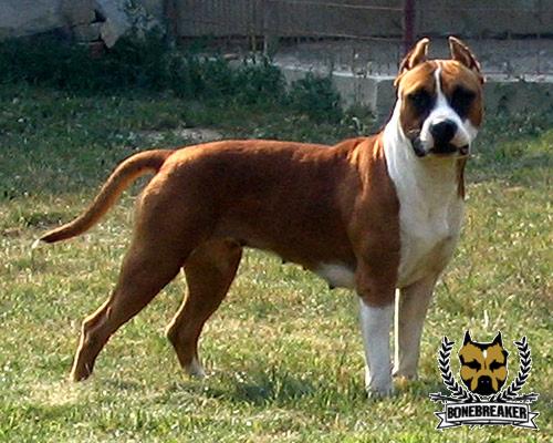 Barcelona Black Face Bonebreaker