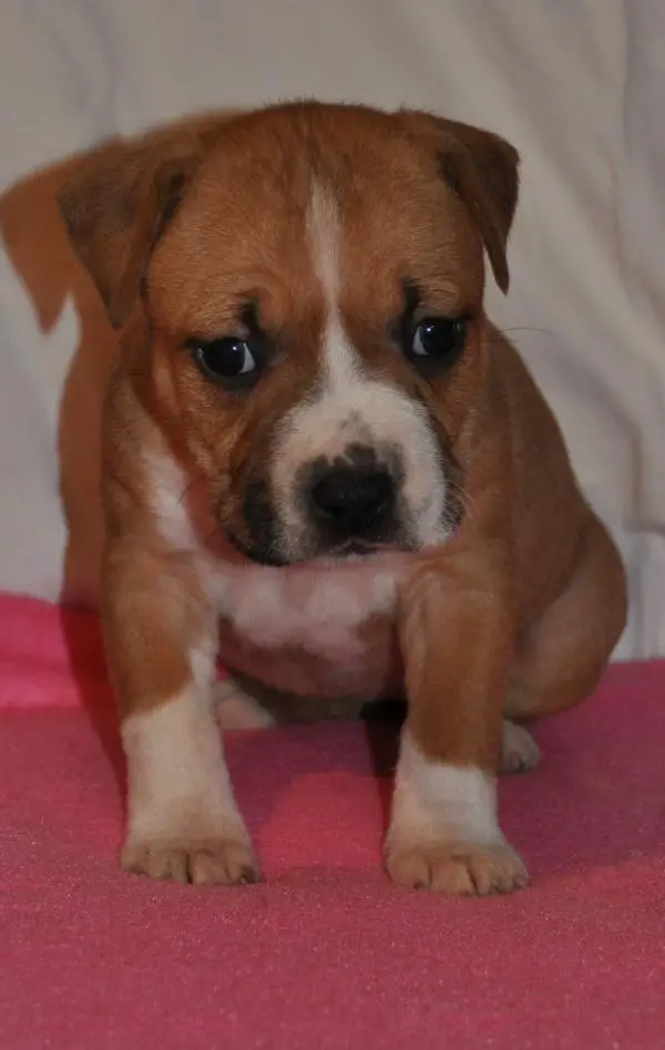 Iron Amstaff Meritas Dream Girl