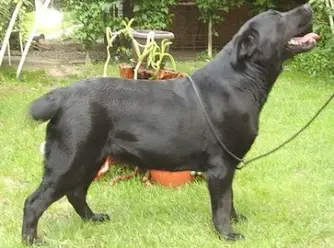 Ding Dong Danubian Blues