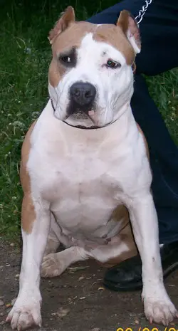 Credo Marini Elina Pretti Koket