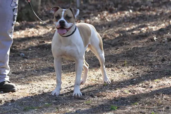 Pure Determination's Spoiled Diva of Triple K