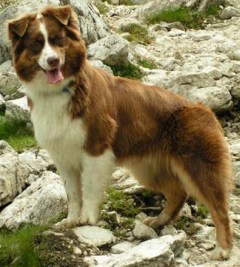 BlazeRuby van Nattrekja