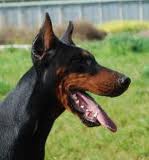 Huskerland's Red Sampson