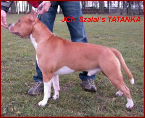 JCH Szalais TATANKA