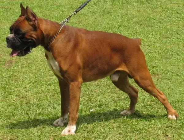 Pericho von Callista
