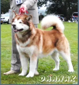 CH Daanak Mystic Ice of Amaruq Spirit