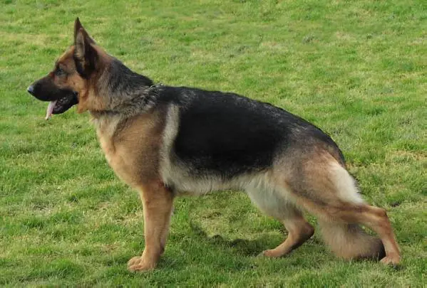 V SG121 BSZS'02 Vallie vom Lärchenhain