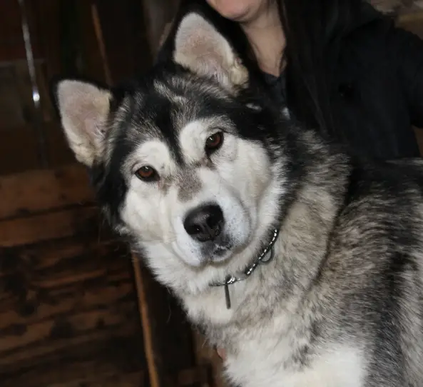 Cagliatscha's Amidala