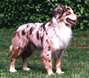 War Paint of Imagineer