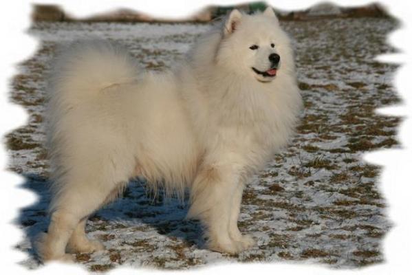 CH PL GANDALF HONEY The Glow Of The Snowy Star
