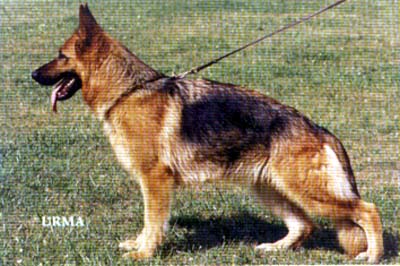 VA 3 (F) Ilena du Domaine des Flandres