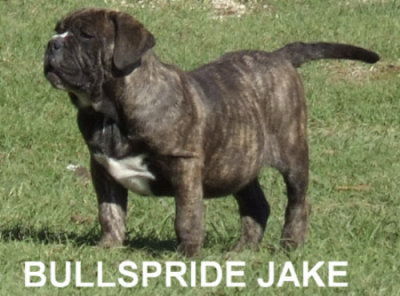 Bullspride Jake