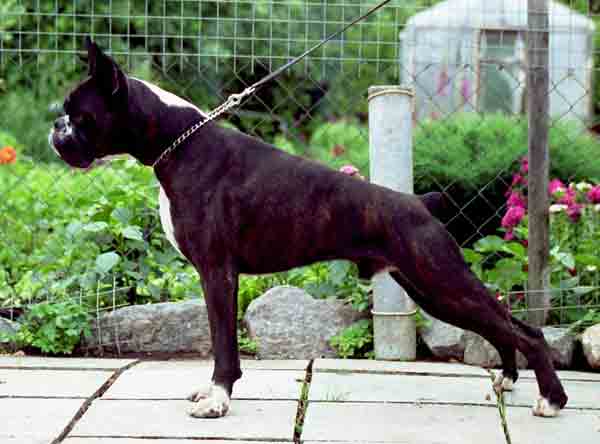 CH. Almadinaks Kortes