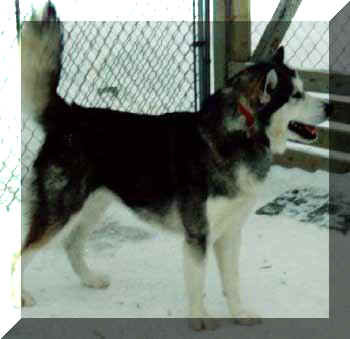 Strawberry MTN Saturn Sunrise