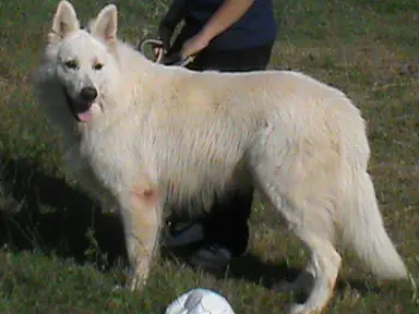 CH ALFI White shine (ARAMIS)