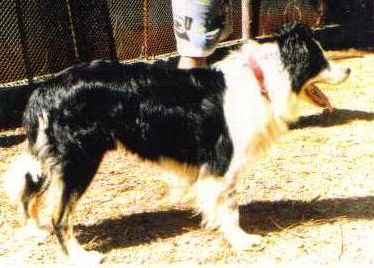 Jim (ISDS 133025)