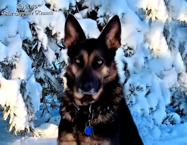 Blue Sapphire's Roll Tide