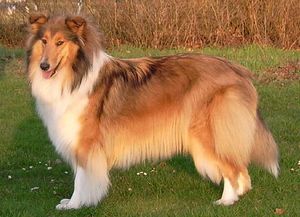 Urte von der Prignitzer Flur