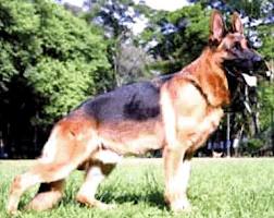 (PT) Apollos LOP  346988