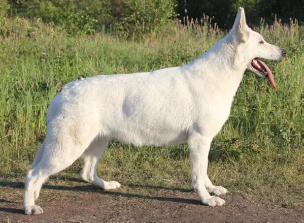 RUS CH Bai Bahsy Elya