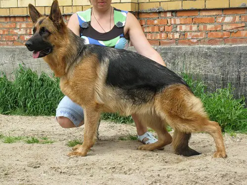 CH RUS Klan Tornado Ognennaya Ruta Glamour Breeds