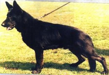 Paddy-Jhoery V. Sandokan