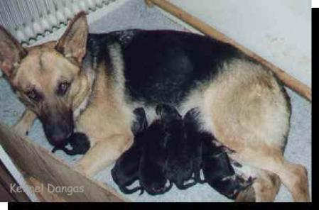 Danga's Courina-Corall