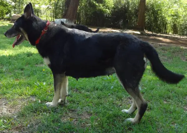 Paschals Barking At The Air Samantha