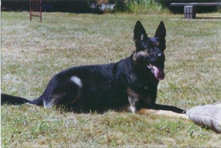 KORAD S BCH Kiragårdens Guezz