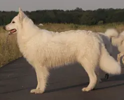 Kiss Me Babe of the White Wolves Home