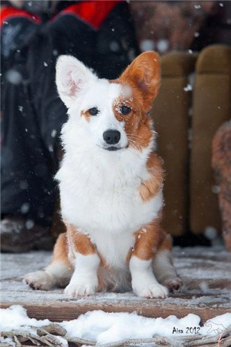 Corgi na Volge AMRITA