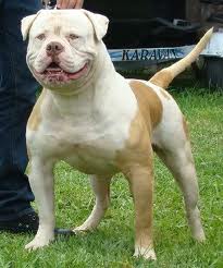 Fernandez's Golden Prince Mufassa (aka Golden Boy)