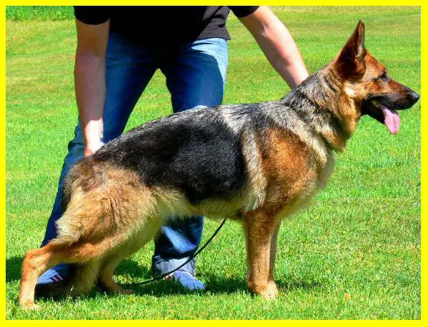 V SCHH 1 Zinta vom Bierstadter Hof