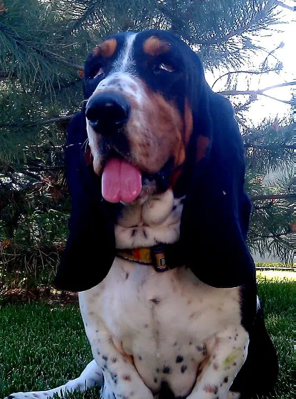 Jazzmen Yazzmen Thee Princess Basset