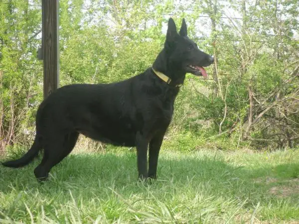 Queen Zelda of Raceland