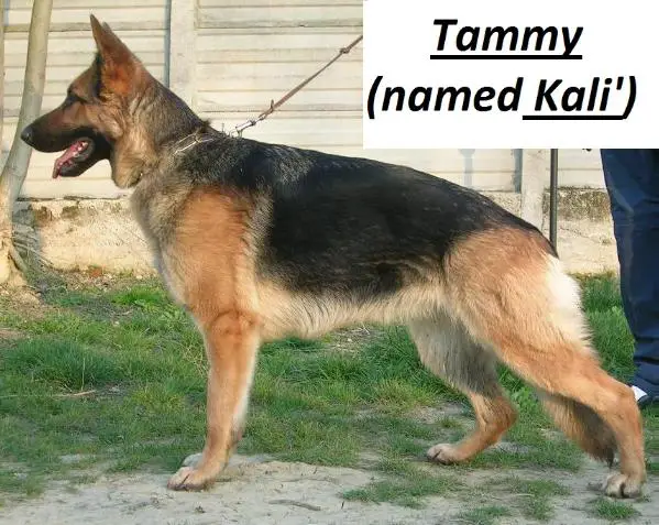 Tammy (named Kalì)
