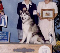 CH Vykon's Wolfwind Kokopelli