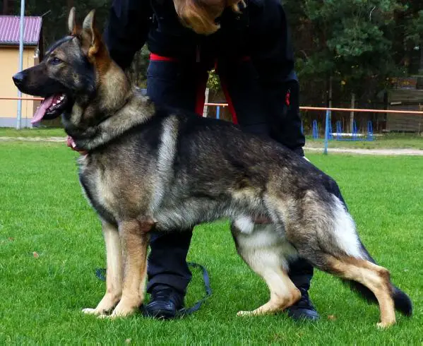 Duke vom Spektefeld
