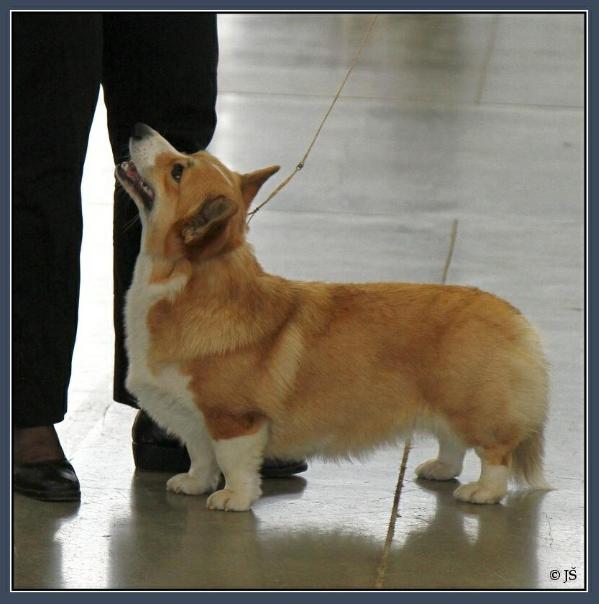 Cuuchin Dreams o Gold