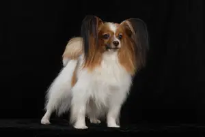 Sorsery Elsi Lav Imidg