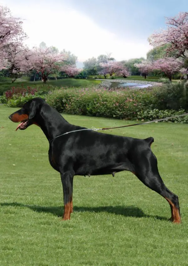 MULTI CH. Eres van't Genebos