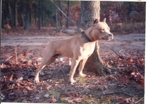 Card's Tacoma Jake