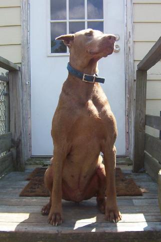 Harraden's Bocephus Boudreaux